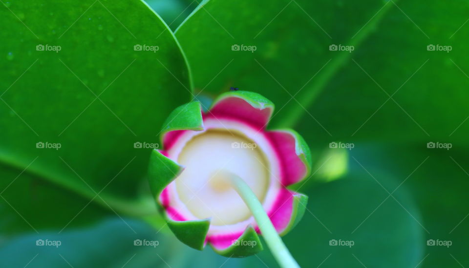 Mangrove fruit . . .