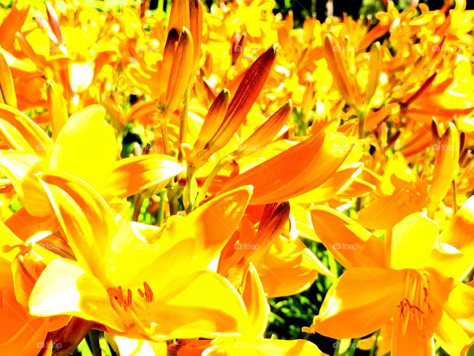 Sea of yellow lilies