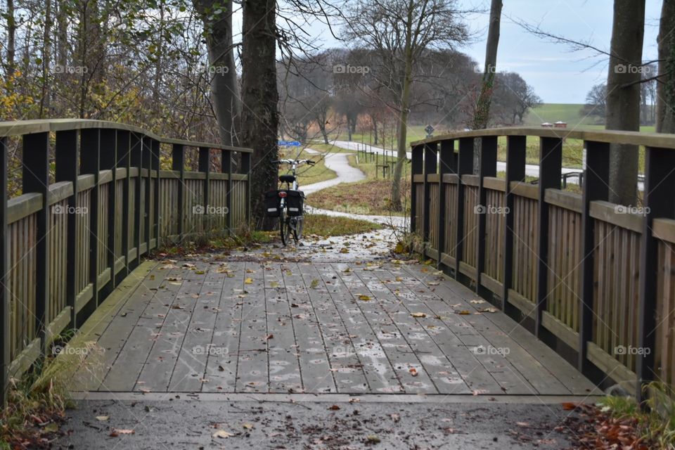 Wood, Tree, Fence, No Person, Bridge