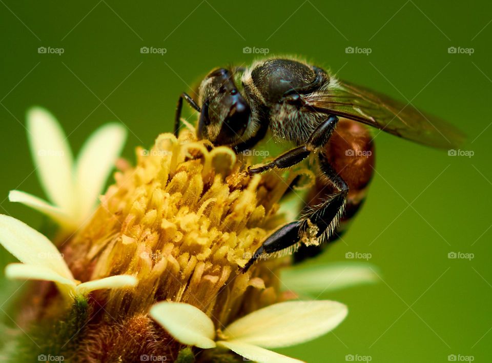 Macro photography - Honey bee - Dandelion flower 