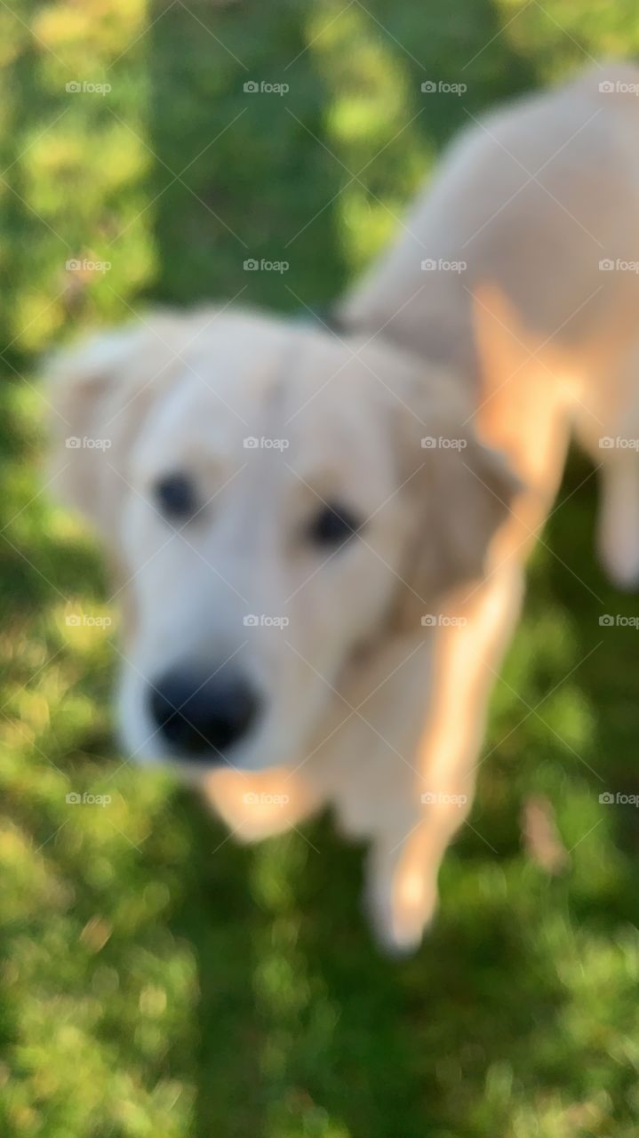Golden retriever puppy