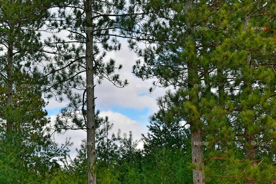 Blue sky and puffy clouds through the trees