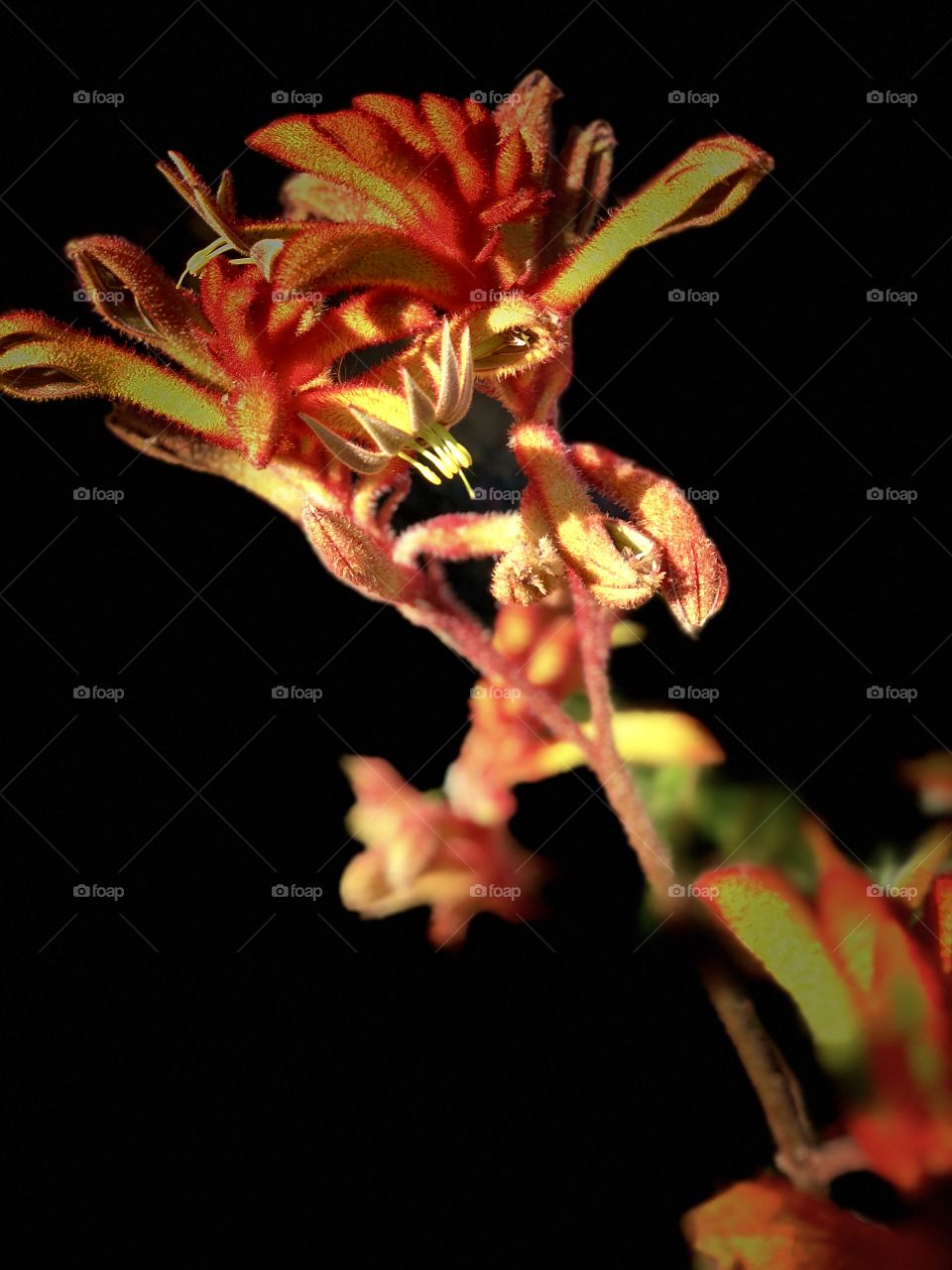 Remarkable Flora and Fauna. Kangaroos Paw Succulents Perfect fir Wall Art, Canvas Art, Greeting Cards, Calendars, Screensavers, Desktops!