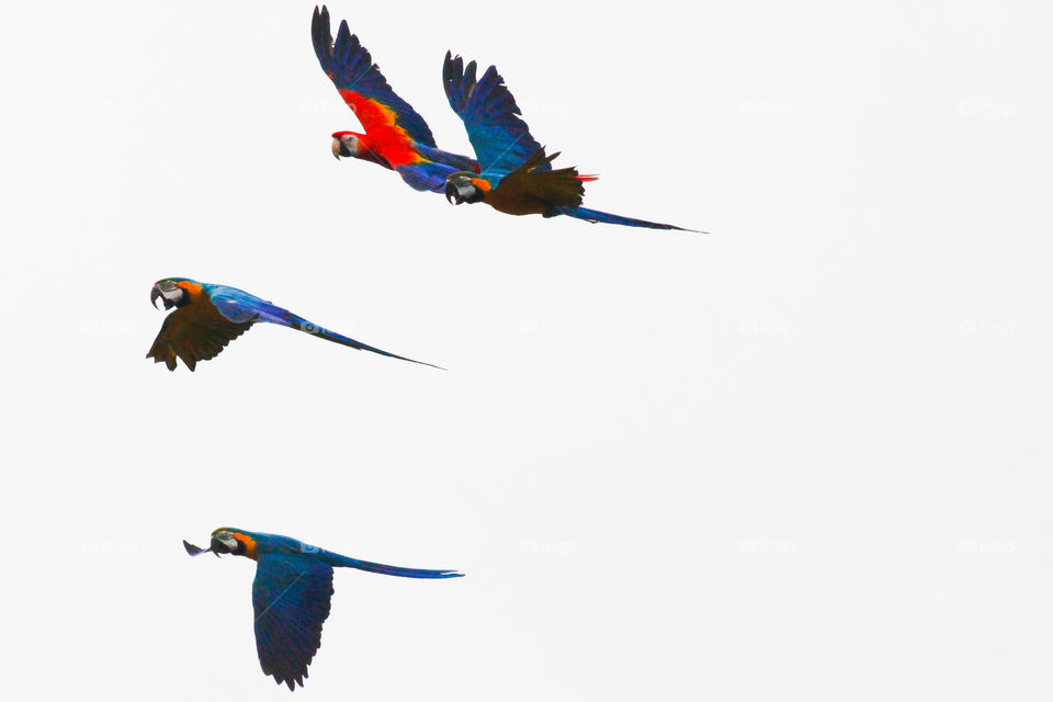 Parrots flying