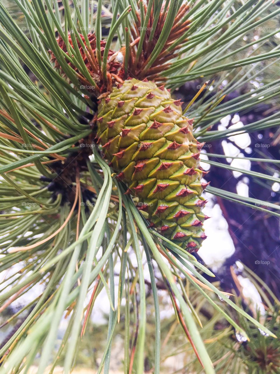 Pine cone shot in Yellowstone National Park.