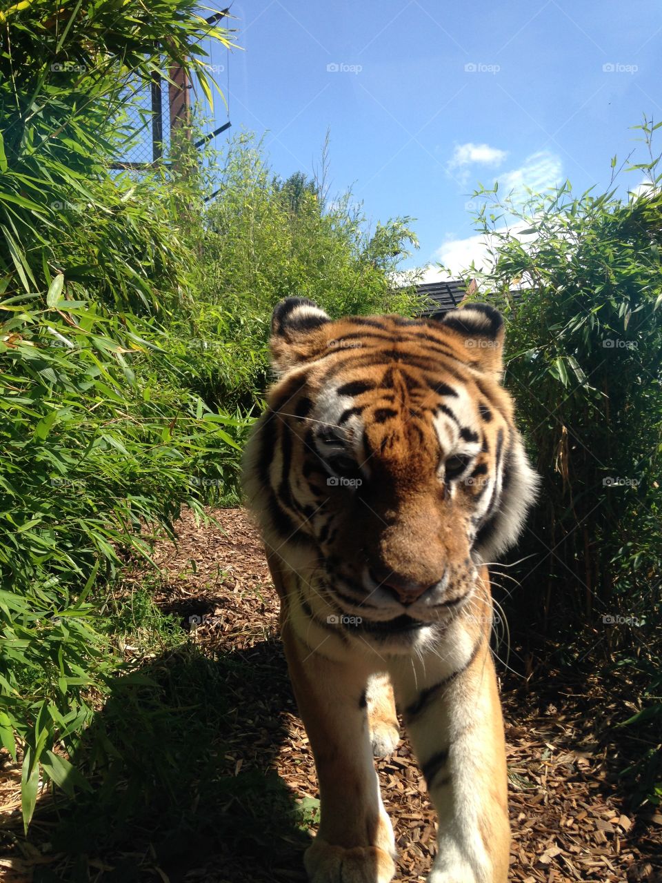 Upclose of Tiger!