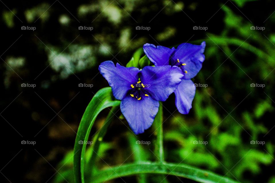 purple flowers growing in the sunlight