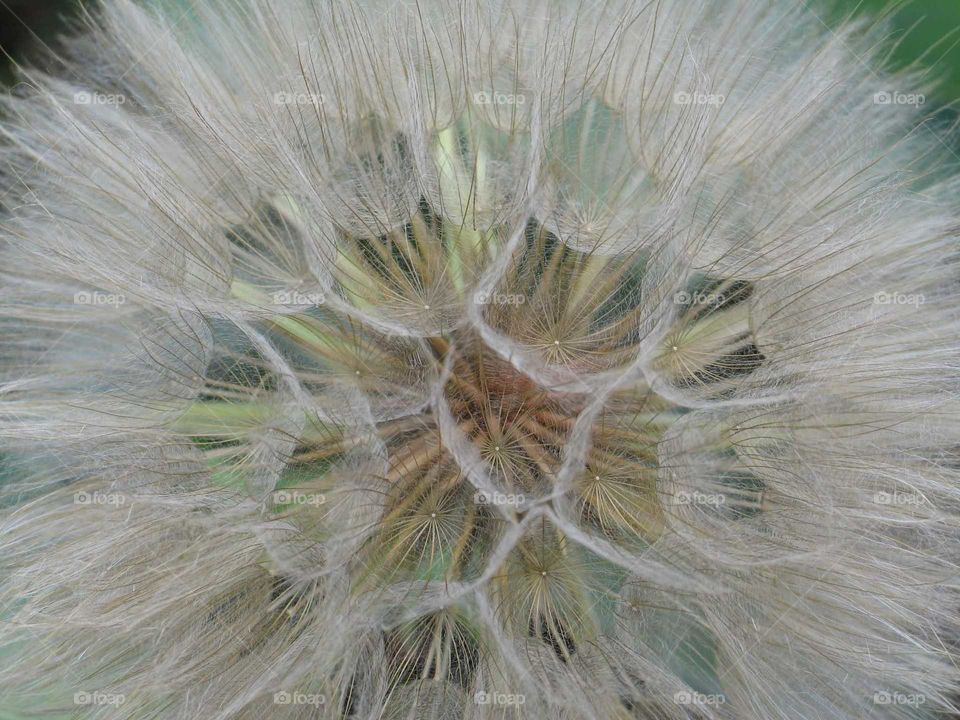 Dandelion