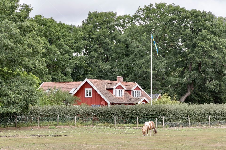 Pony grazing in front of a red house with white gables, Swedish countryside 
