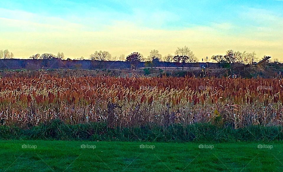 Michigan fall field