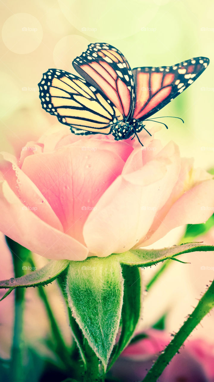 borboleta na rosa