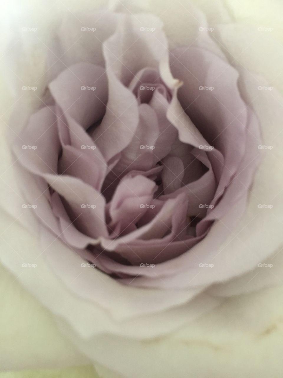 Earl grey Rose