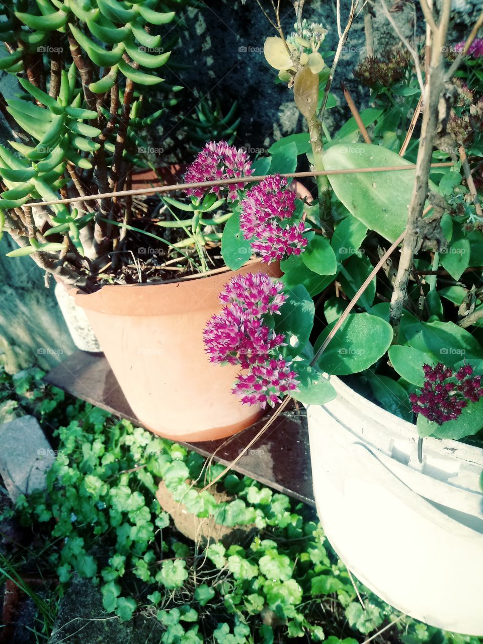 small lil purple flowers