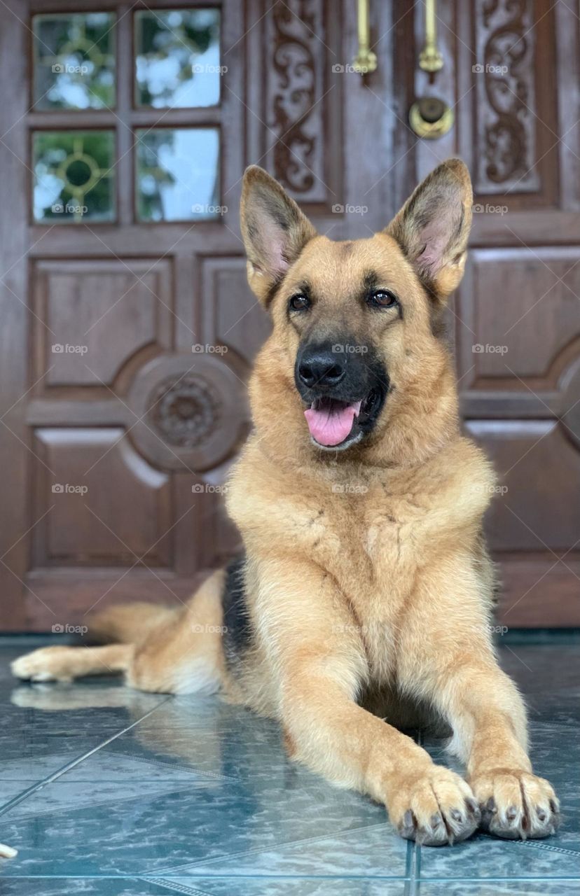 Call me Queen of dogs no.2