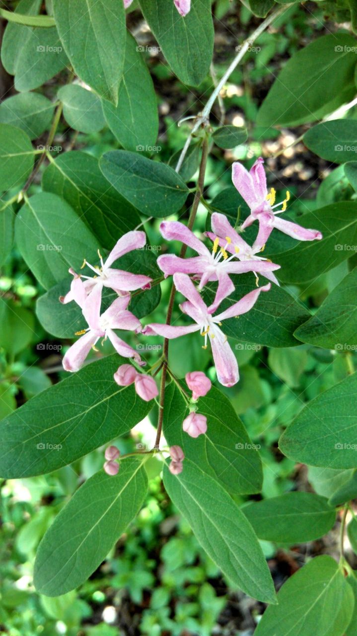 Cluster of Flowers. Pink flowers clustered together on a bush branch in Wisconsin.