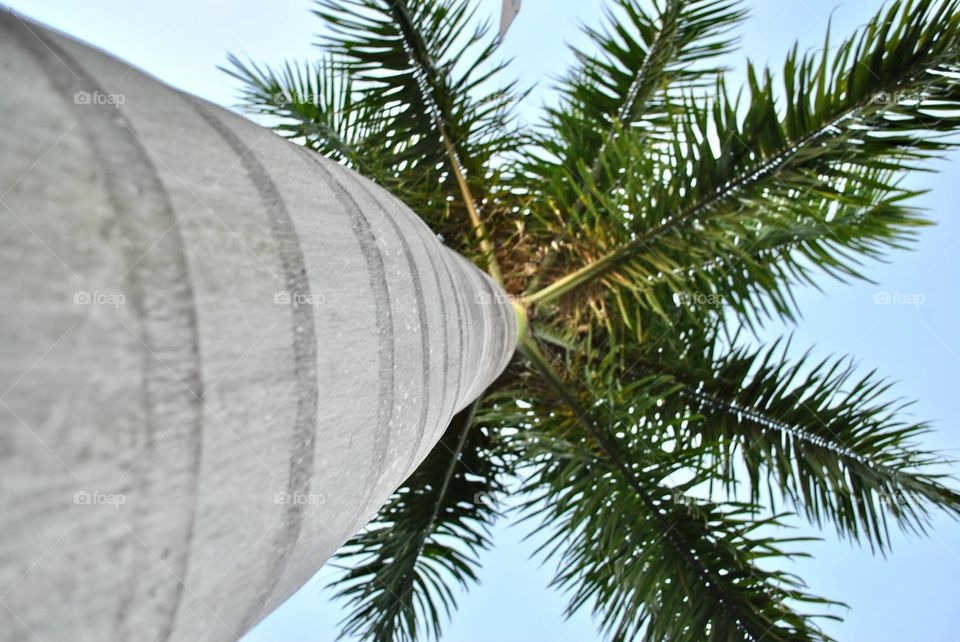 Florida palm tree