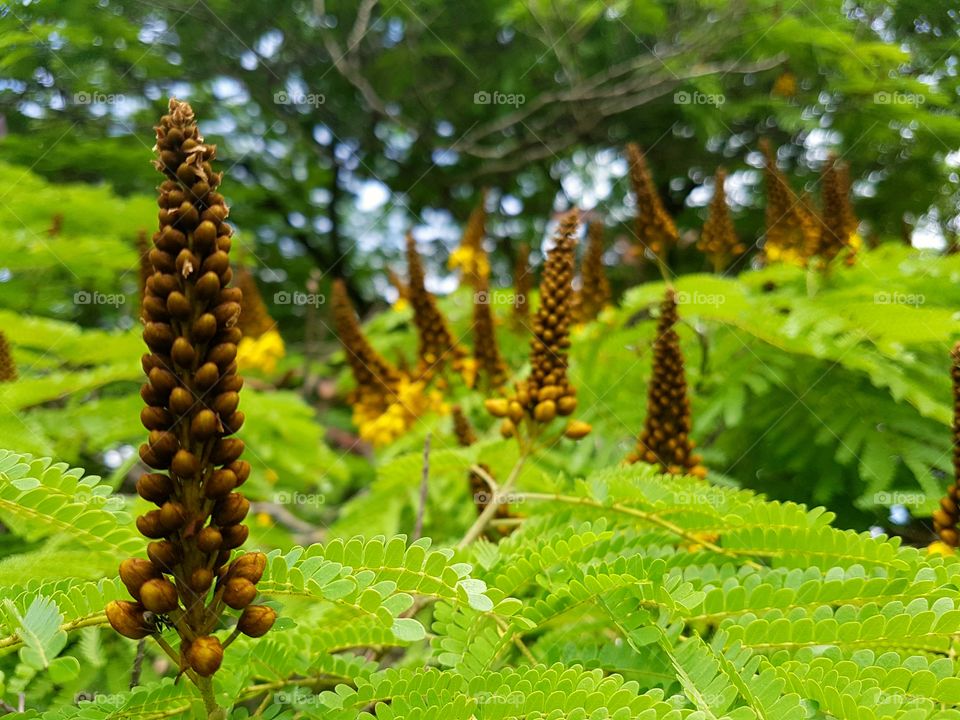 Some trees in a tree