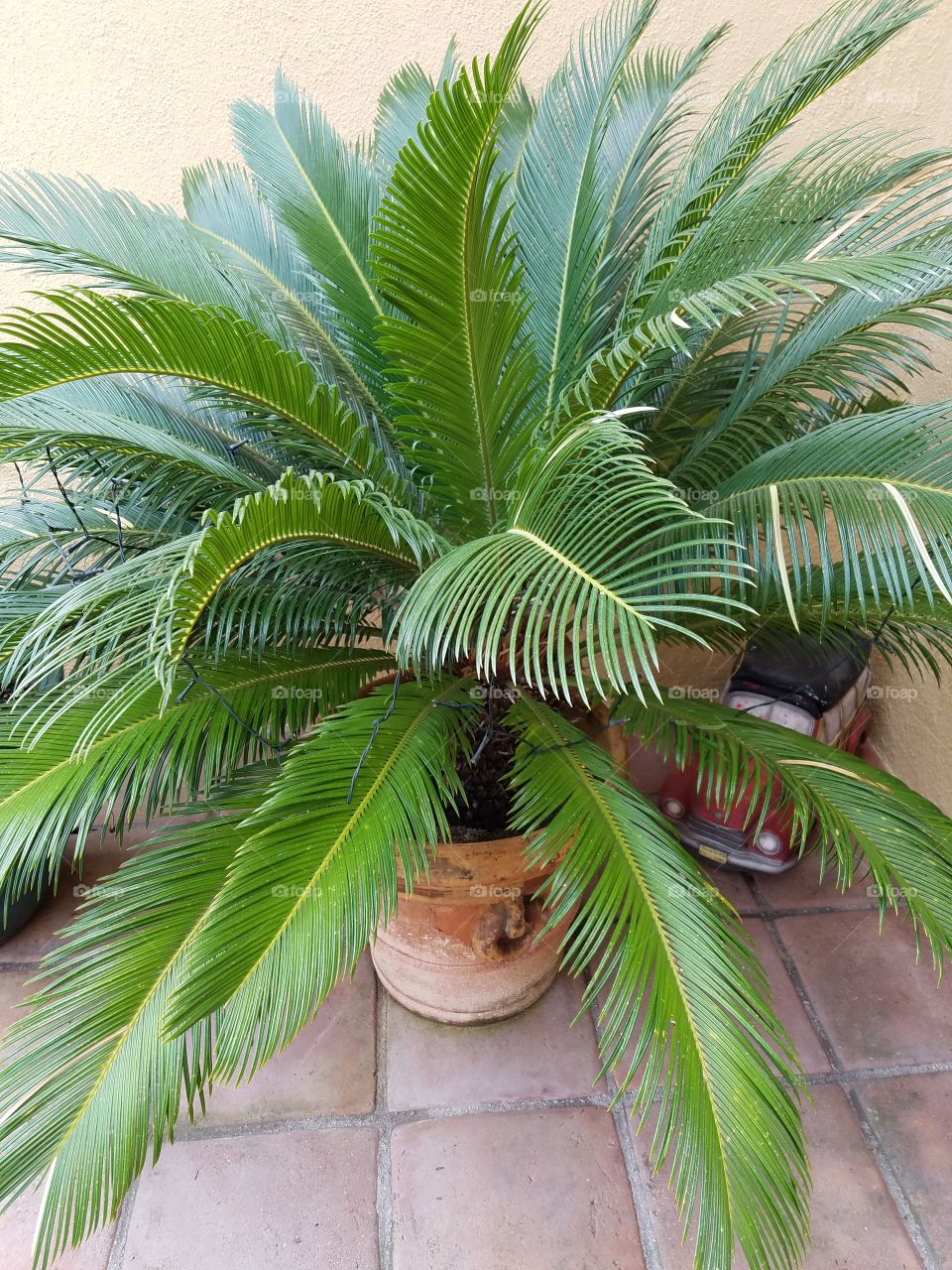 palm tree