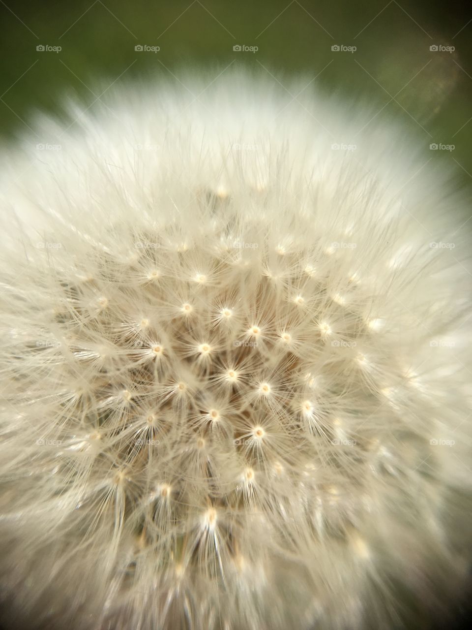 Pusteblume