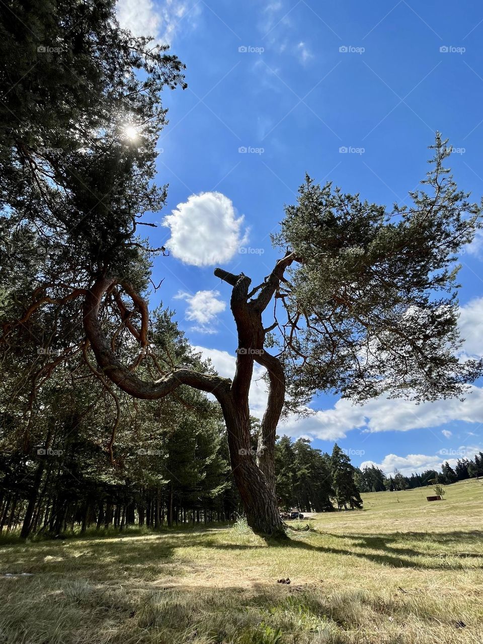 Tree playing with a cloud-ball