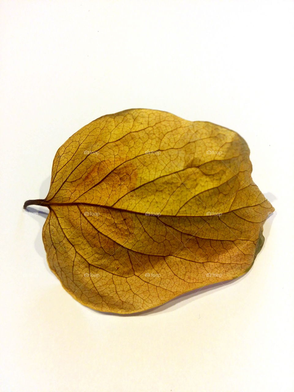 yellow leaf