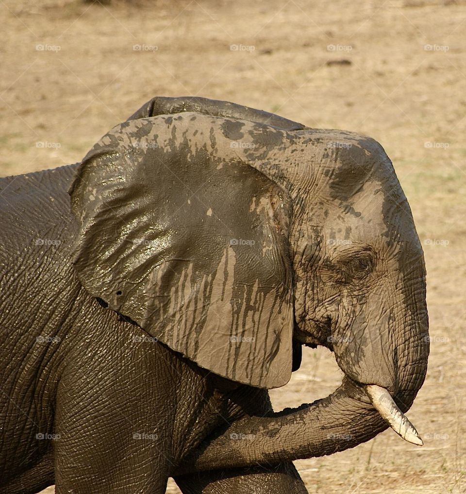 An elephant about to toss dust on himself 