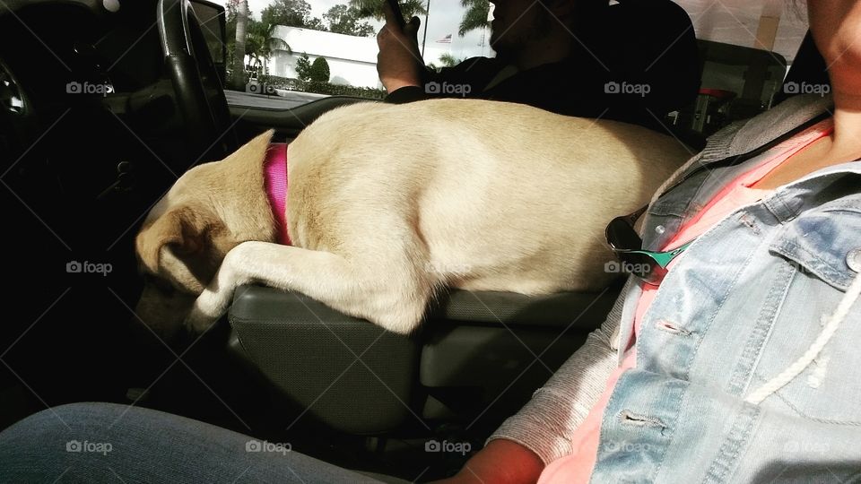 We enjoy to sit on the center console to get attention