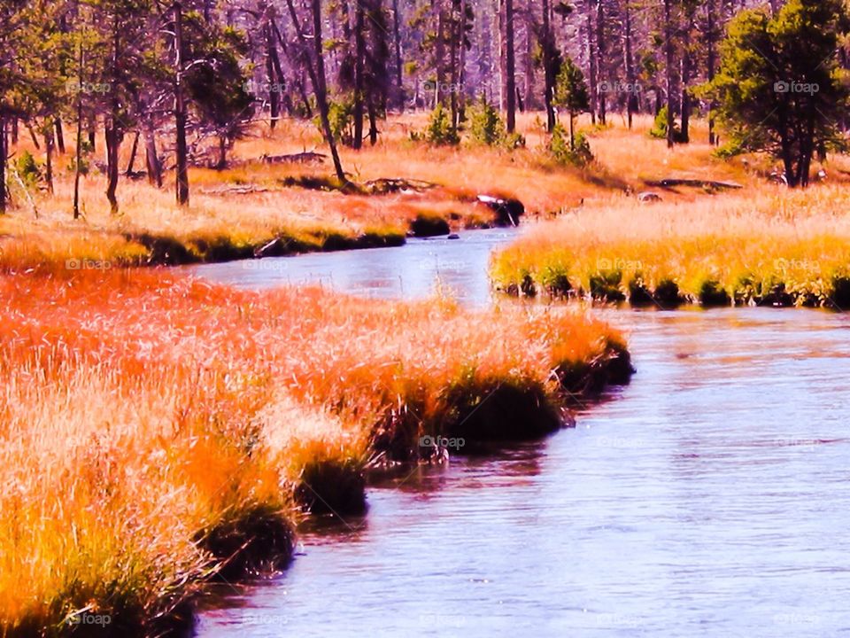Yellowstone river
