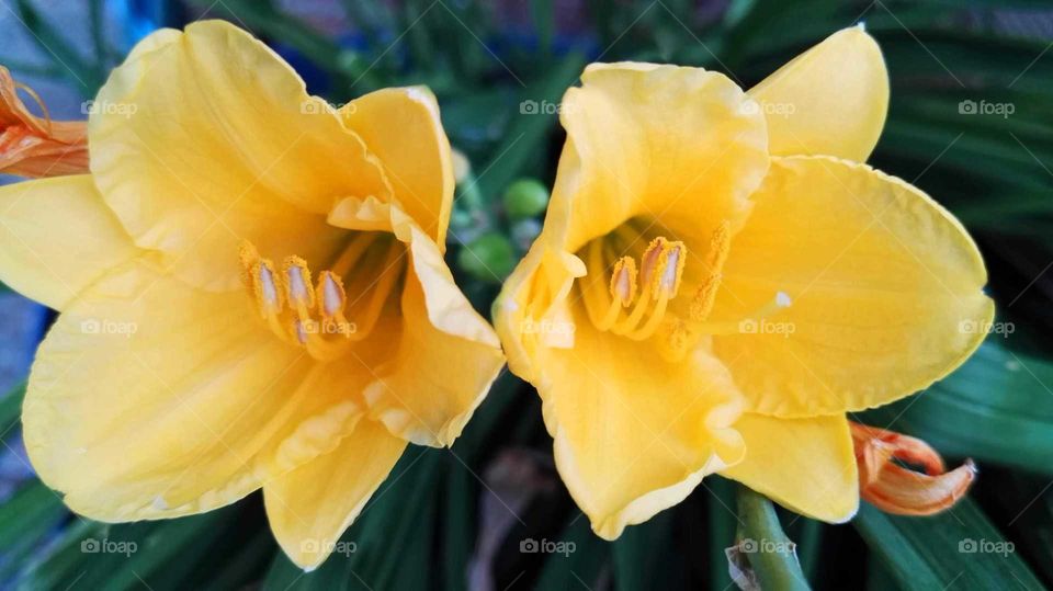twins yellow flowers