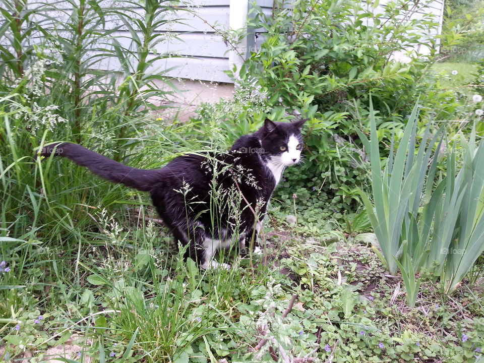 Fat Cat. A fat tuxedo cat.