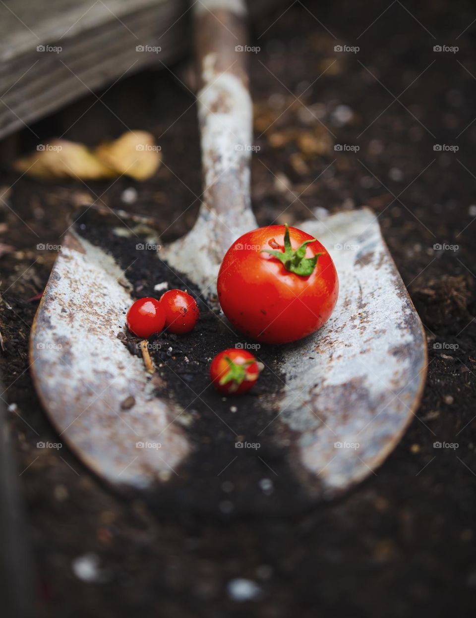 Homegrown tomatoes will always beat the brand names