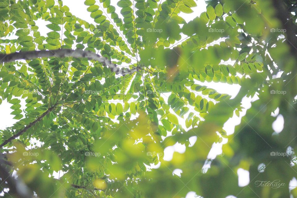 Fresh green leaves