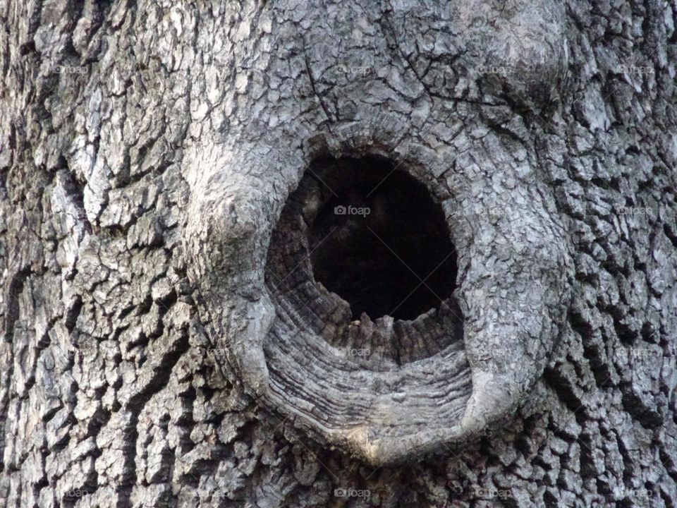 Tree Hollow