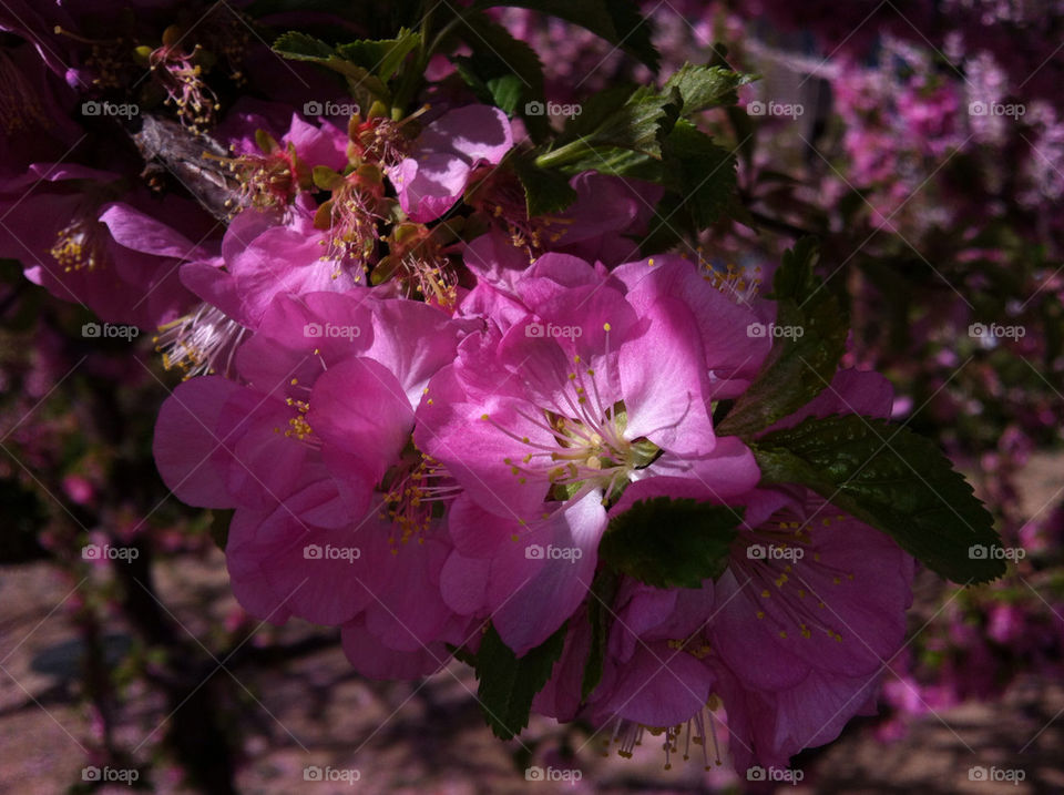 spring flower homeland by HIN