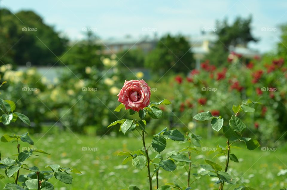 One rose in the garden