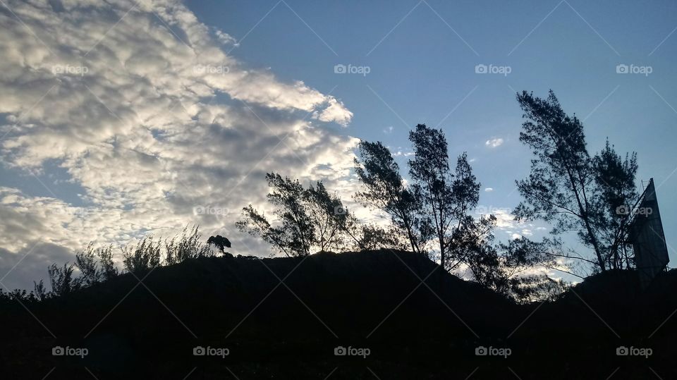 LANDSCHAFT, UMWELT, UMGEBUNG, PFLANZENWELT