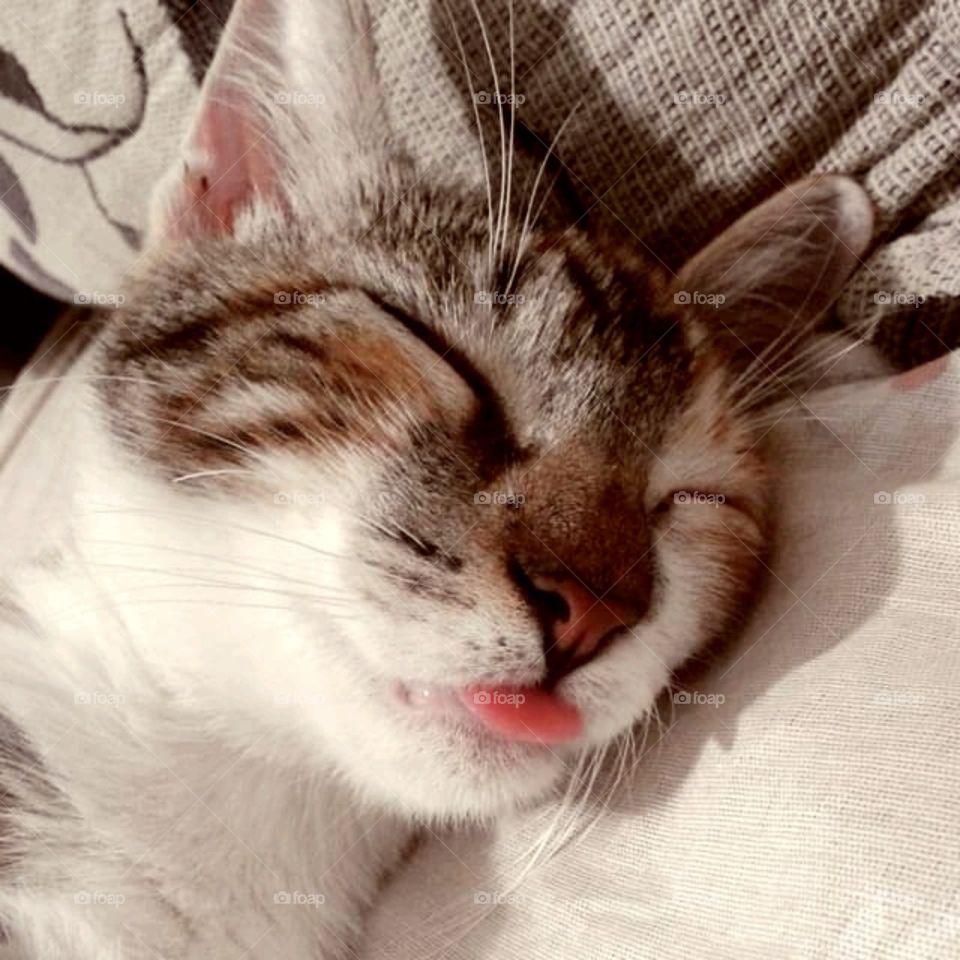 Kitten sleeping showing tongue