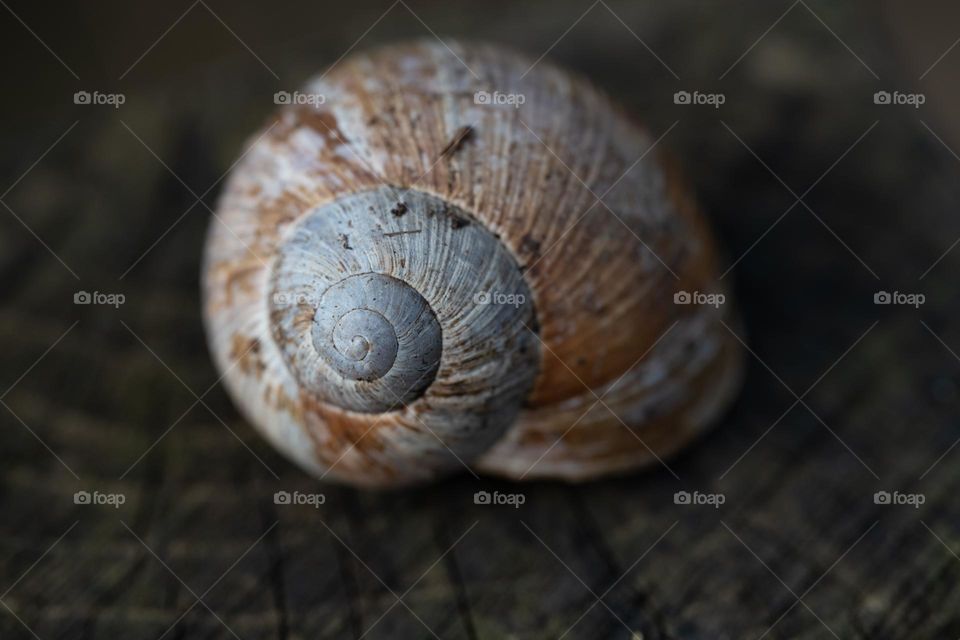 Snailhouse