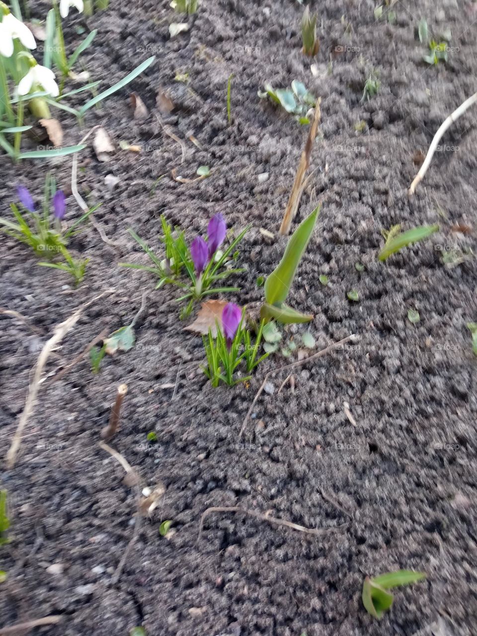 first spring flowers