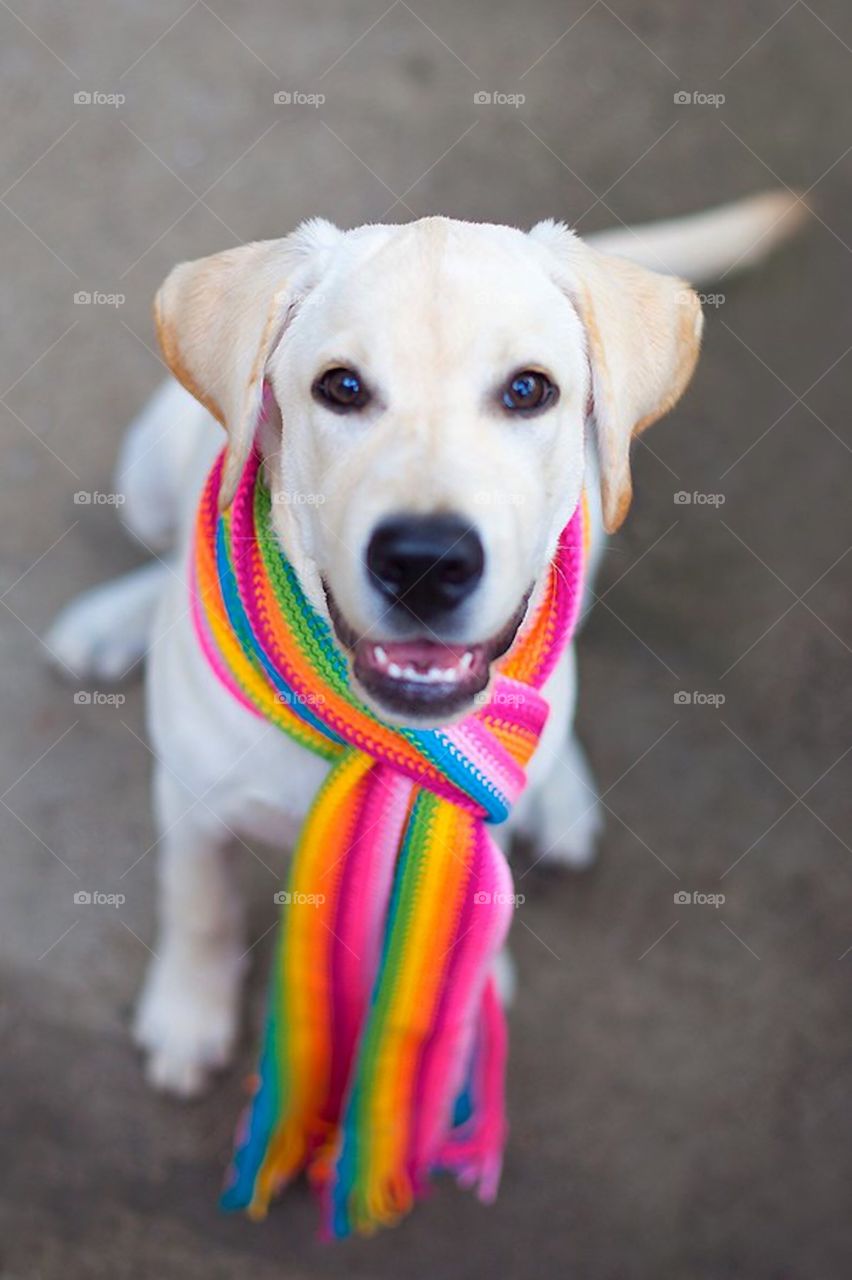 labrador