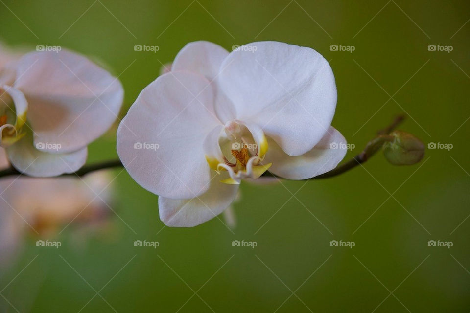 flower orchid greece athens by leicar9