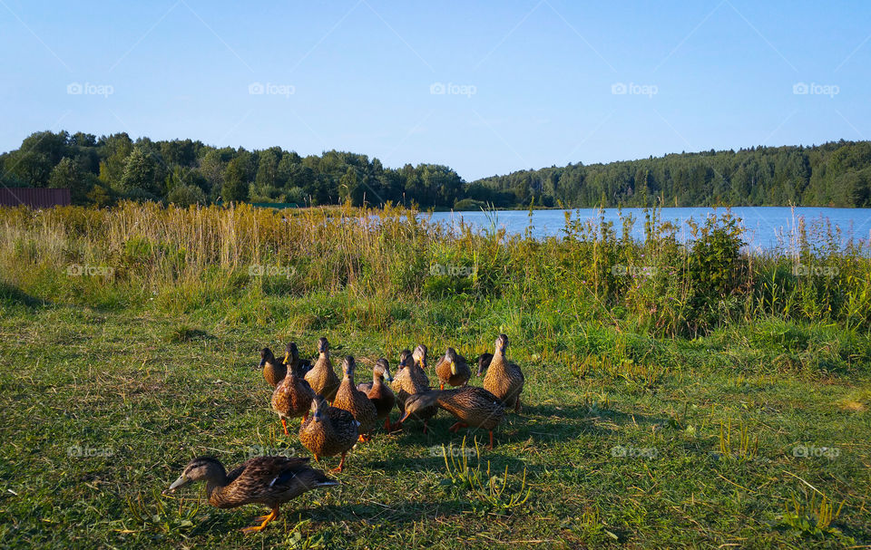 Ducks by a pond in summertime, Russia