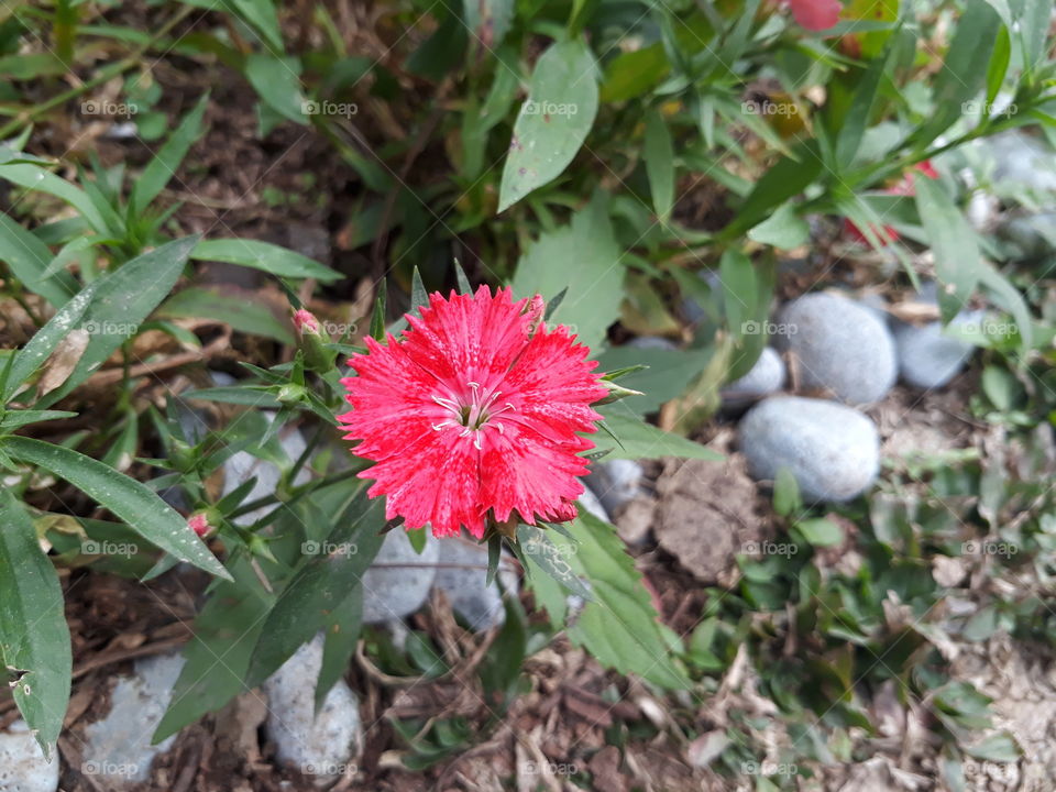 red tiny flower