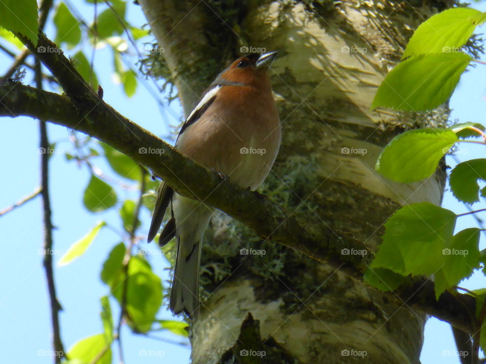 Chaffinch on a branch