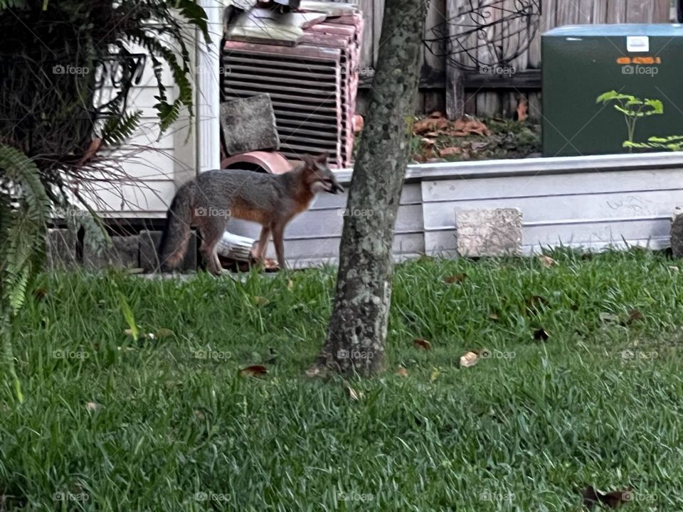 A fox strolling in a backyard
