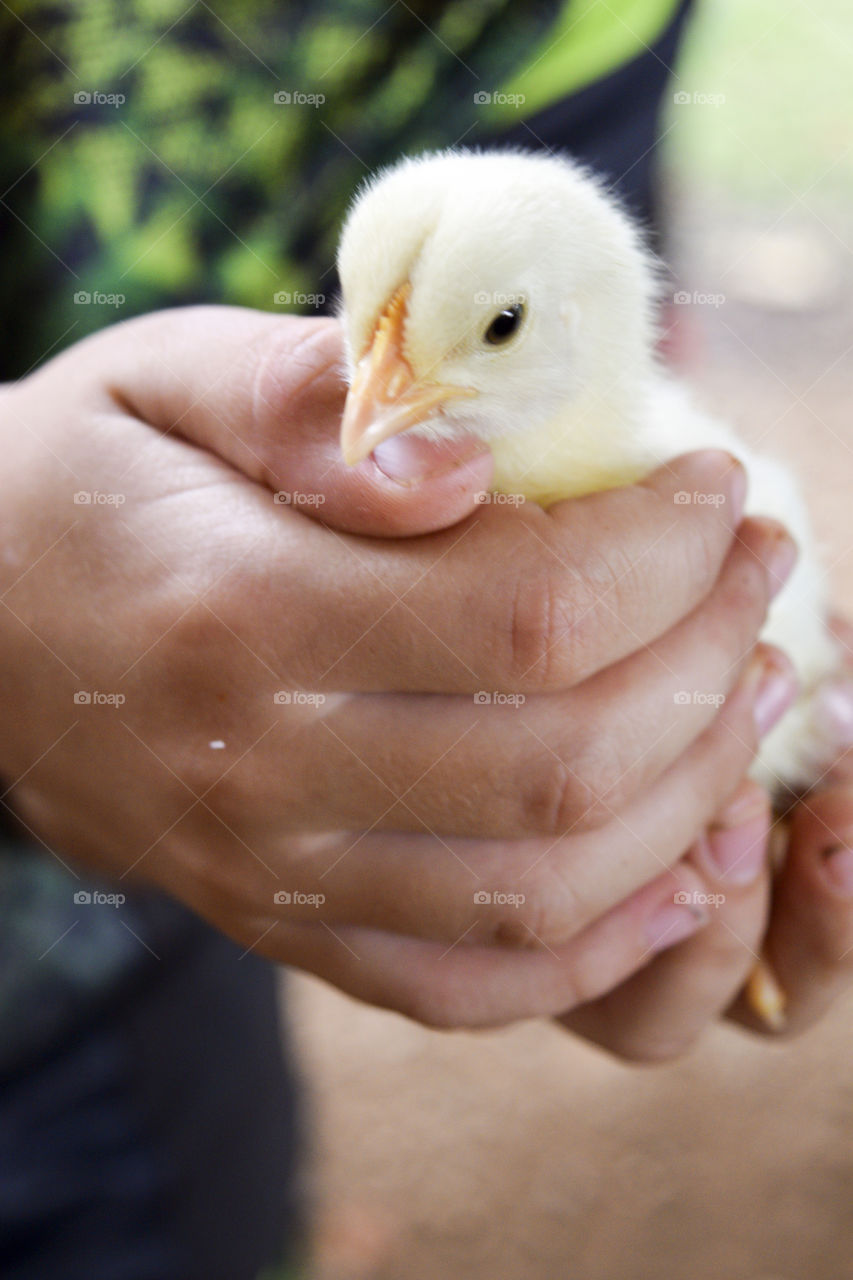 Little Boy Holding a Baby Chick 