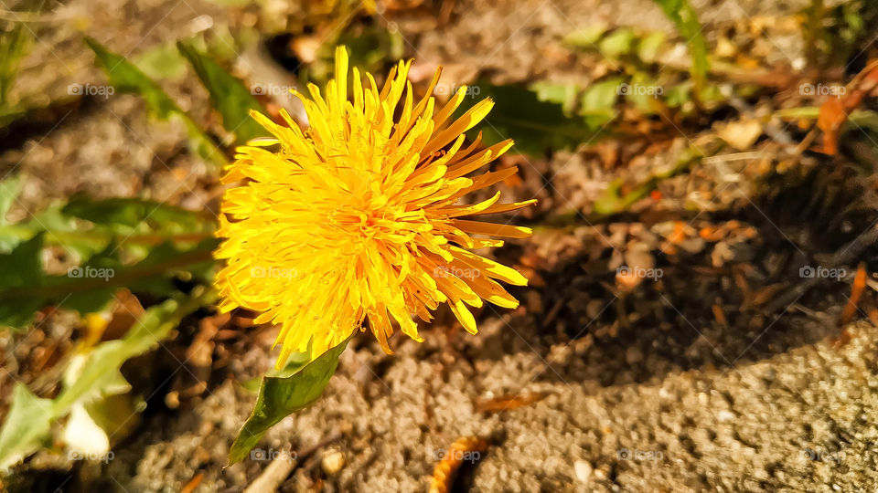 Yellow dandelion