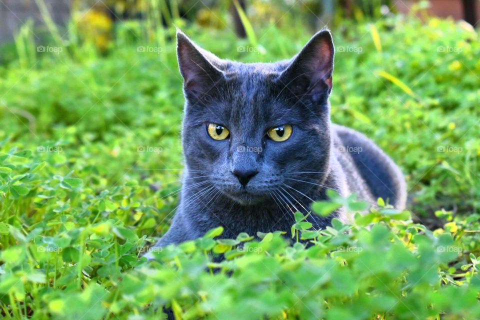 Cat in nature