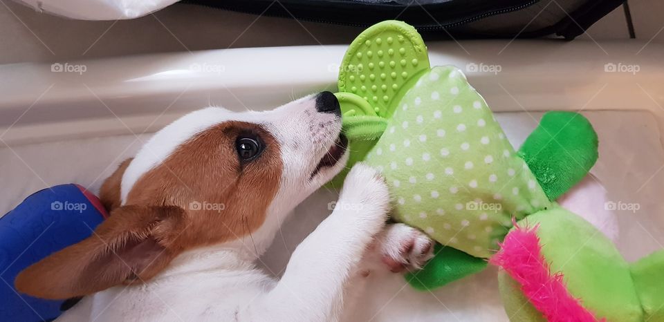 Playing with the toys