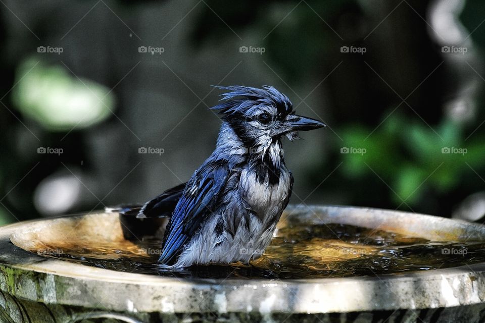 A very wet Blue Jay 